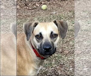 Labrador Retriever-Unknown Mix Dogs for adoption in Ball Ground, GA, USA