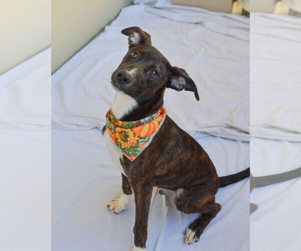 Medium Photo #1 Mutt Puppy For Sale in McKinney, TX, USA