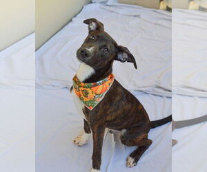 Mutt Dogs for adoption in McKinney, TX, USA