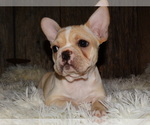 Small Photo #6 French Bulldog Puppy For Sale in VERONA, MO, USA