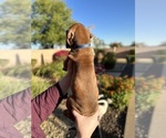 Small Photo #3 Rhodesian Ridgeback Puppy For Sale in SURPRISE, AZ, USA