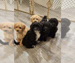 Cavapoo (Miniature) Litter for sale in MEDFORD, OR, USA