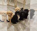 Small Cavapoo (Miniature)