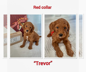 Goldendoodle (Miniature) Puppy for sale in HUNTERTOWN, IN, USA