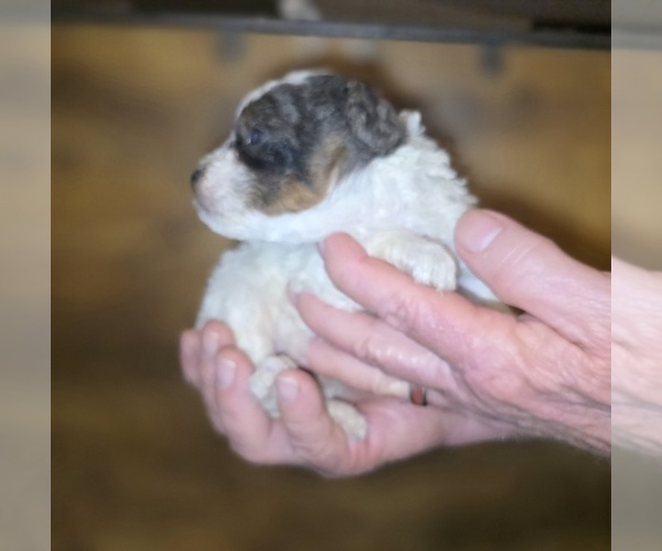 Medium Photo #9 Poodle (Toy) Puppy For Sale in DYERSBURG, TN, USA