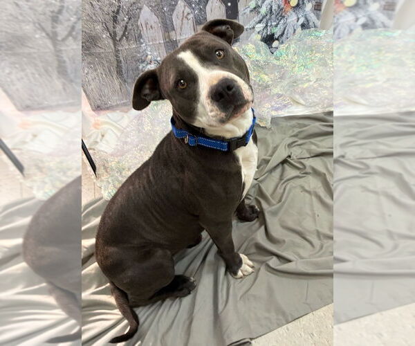 Medium Photo #1 Mutt Puppy For Sale in Bryant, AR, USA