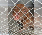 Small American Staffordshire Terrier
