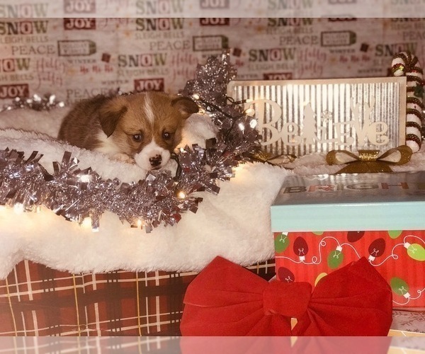 Medium Photo #4 Pembroke Welsh Corgi Puppy For Sale in INGLIS, FL, USA