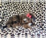 Small #6 ShihPoo