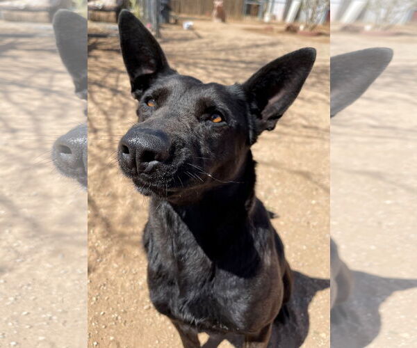 Medium Photo #12 Labrador Retriever Puppy For Sale in Apple Valley, CA, USA