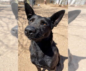 Lindsey - - Female Labrador Retriever Dog for Adoption - Photo #12