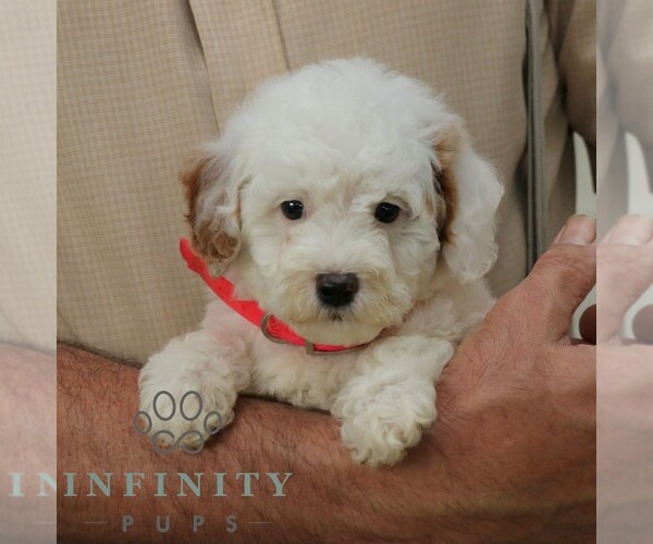 Medium Photo #5 Goldendoodle (Miniature) Puppy For Sale in GORDONVILLE, PA, USA