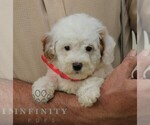 Small #4 Goldendoodle (Miniature)