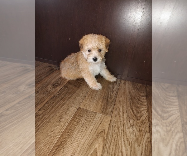 Medium Photo #5 Morkie Puppy For Sale in LAPEER, MI, USA