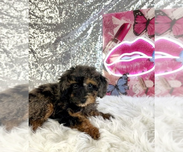 Medium Photo #6 Bernedoodle (Miniature) (+ Poodle Miniature) Puppy For Sale in INDIANAPOLIS, IN, USA