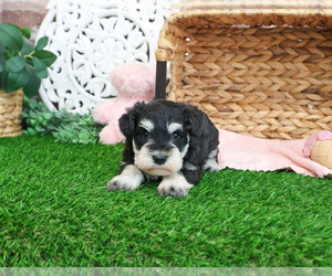 Schnauzer (Miniature) Puppy for sale in SYRACUSE, IN, USA