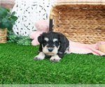 Small Schnauzer (Miniature)