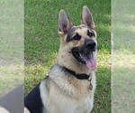 Small Photo #1 German Shepherd Dog Puppy For Sale in POMONA PARK, FL, USA