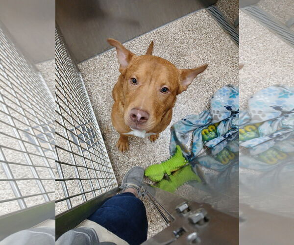 Medium Photo #3 Mutt Puppy For Sale in Martinsburg, WV, USA