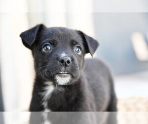 Larry Daley - Male Labrador Retriever-Unknown Mix Dog for Adoption - Photo #2