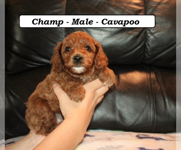 Medium Photo #2 Cavapoo (Miniature) Puppy For Sale in CLARKRANGE, TN, USA