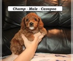 Small #1 Cavapoo (Miniature)