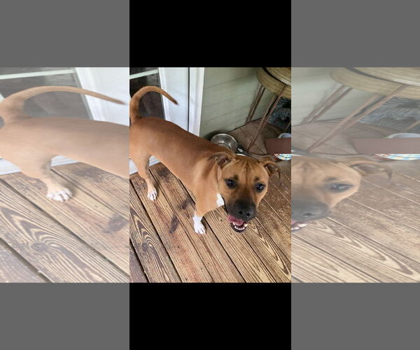 Medium Photo #3 Boxer Puppy For Sale in Brooksville, FL, USA