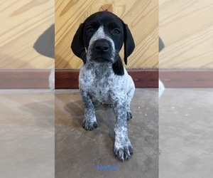 German Shorthaired Pointer-German Wirehaired Pointer Mix Dog for Adoption in ALBANY, Minnesota USA
