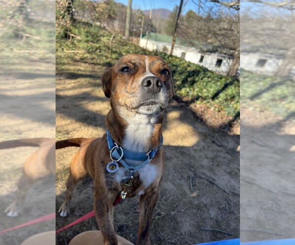 Medium Photo #4 Mutt Puppy For Sale in Candler, NC, USA