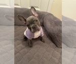 Puppy Linen French Bulldog