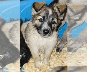 Australian Cattle Dog-Border Collie Mix Puppy for sale in SILVER CREEK, NY, USA