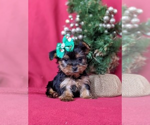 Yorkshire Terrier Puppy for sale in LINCOLN UNIVERSITY, PA, USA