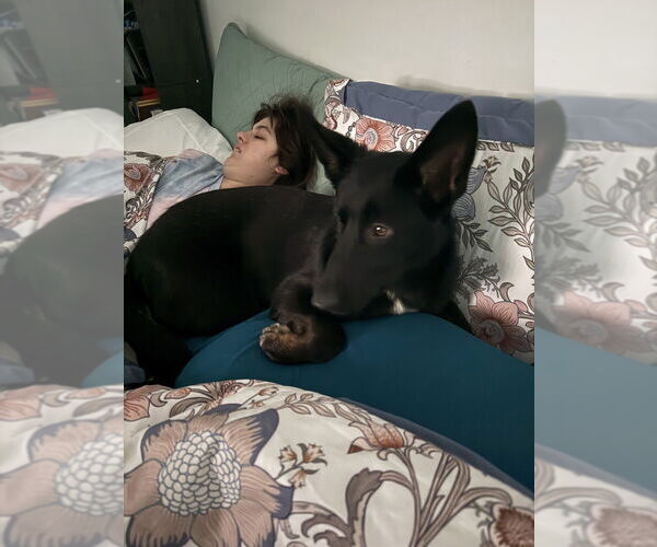 Medium Photo #3 German Shepherd Dog-Unknown Mix Puppy For Sale in Raleigh, NC, USA