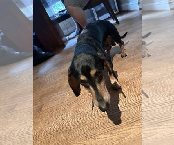 Medium Photo #2 Dachshund Puppy For Sale in Charlottesville, VA, USA