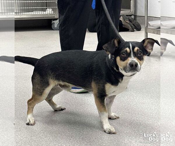 Medium Photo #2 Beagle-Unknown Mix Puppy For Sale in Washington, DC, USA