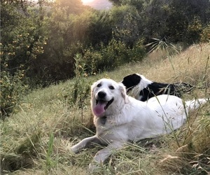 Mother of the English Cream Golden Retriever puppies born on 07/13/2025