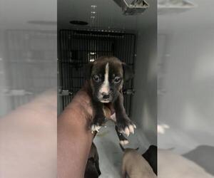 Labrador Retriever-Unknown Mix Dogs for adoption in Houston, TX, USA