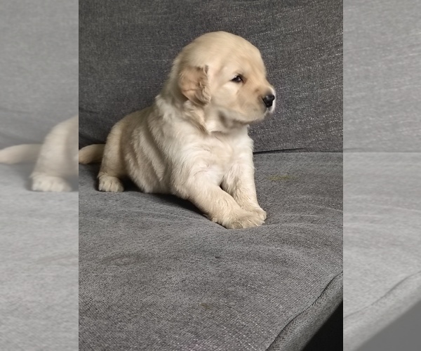 Medium Photo #8 Golden Retriever Puppy For Sale in MODESTO, CA, USA