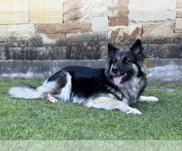 Medium Photo #3 German Shepherd Dog-Unknown Mix Puppy For Sale in PIPE CREEK, TX, USA