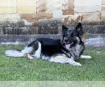 Small #2 German Shepherd Dog Mix