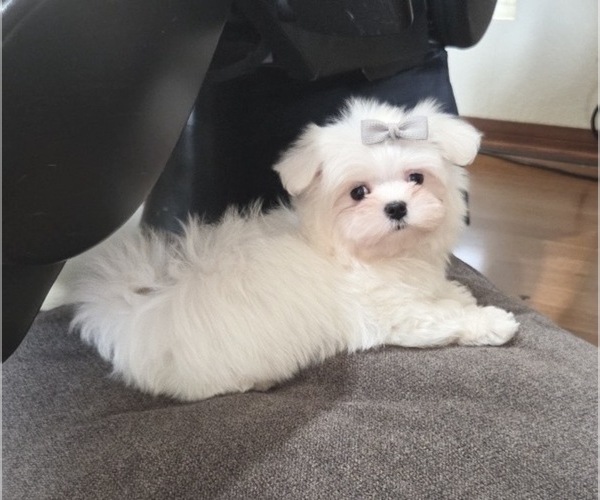 Medium Photo #9 Maltese Puppy For Sale in SANTA CLARITA, CA, USA