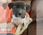 Small Photo #8 Akita Puppy For Sale in BIRON, WI, USA