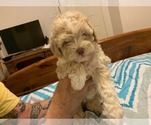 Medium Photo #5 Maltipoo Puppy For Sale in WETUMPKA, AL, USA