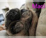 Small Photo #6 Pug Puppy For Sale in Indianapolis, IN, USA