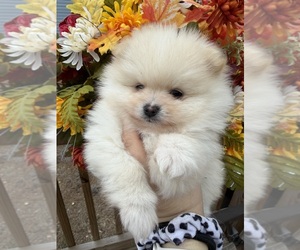 Pomeranian Puppy for sale in HUBERT, NC, USA