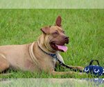 Small #1 American Staffordshire Terrier-Chinese Shar-Pei Mix