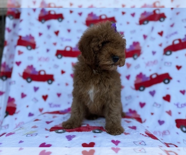 Medium Photo #3 Cock-A-Poo Puppy For Sale in LAKELAND, FL, USA