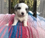 Small Photo #13 Bichon Frise Puppy For Sale in MONTECITO, CA, USA