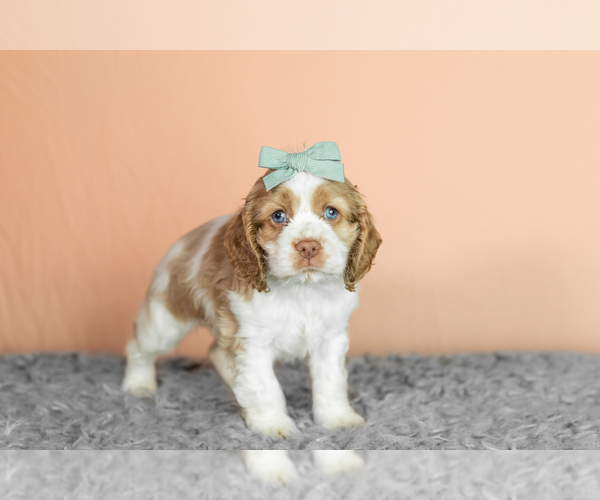 Medium Photo #25 Cocker Spaniel Puppy For Sale in NAPPANEE, IN, USA