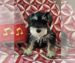 Small #1 Schnauzer (Miniature)